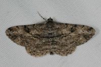 Peribatodes rhomboidaria rhomboidaria