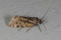 Emmelia trabealis