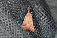 Synaphe punctalis