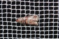 Acrobasis advenella