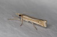 Ancylolomia