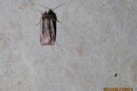 Ochropleura plecta