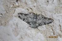 Biston betularia