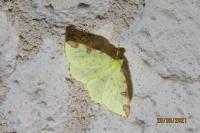 Opisthograptis luteolata