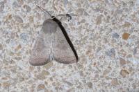 Hoplodrina ambigua/blanda