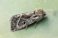 Thalpophila vitalba