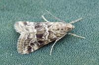 Hellula undalis