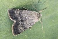 Standfussiana lucernea arguta