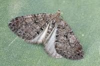 Thera cognata