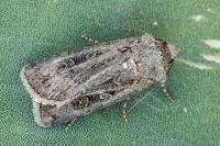 Euxoa aquilina aquilina