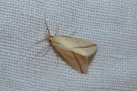 Rhodometra sacraria