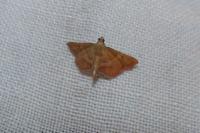 Endotricha flammealis