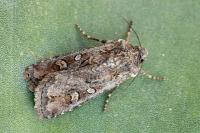 Euxoa tritici