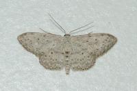 Idaea seriata