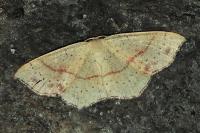 Cyclophora punctaria
