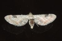 Eupithecia centaureata