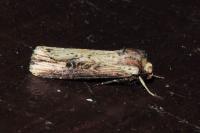 Axylia putris