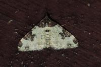 Xanthorhoe fluctuata