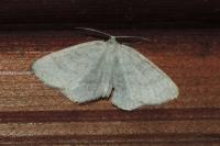 Cabera exanthemata