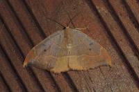 Watsonalla binaria