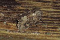 Luperina testacea