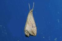 Evergestis forficalis