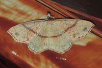 Cyclophora punctaria