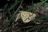 Chiasmia clathrata