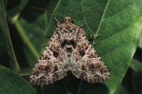 Hadena bicruris