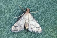 Metasia cuencalis bourgognei