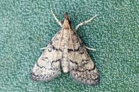 Metasia cuencalis bourgognei
