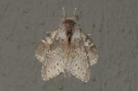 Stauropus fagi