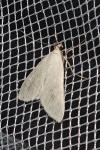 Sitochroa palealis