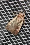 Ochropleura plecta