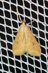 Udea ferrugalis