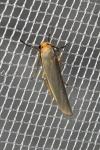 Eilema caniola