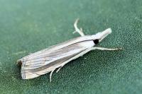 Mesocrambus pallidellus