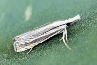 Mesocrambus pallidellus