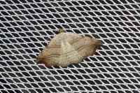 Laspeyria flexula