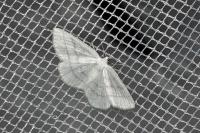 Cabera pusaria