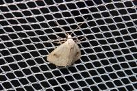 Rivula sericealis
