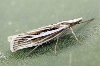Catoptria digitellus