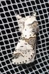Furcula bicuspis