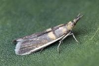 Etiella zinckenella
