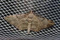 Peribatodes rhomboidaria rhomboidaria