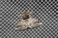 Thaumetopoea processionea