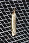 Crambus pascuella