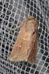 Mythimna albipuncta