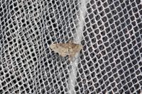 Gymnoscelis rufifasciata