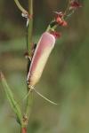 Oncocera semirubella